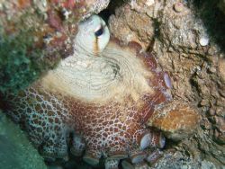 Guantanamo Octypus in a hole by Lora Tucker 